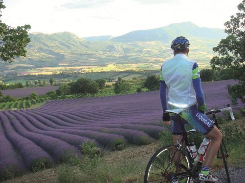 Provence lavendelveld Provence lavendelveld met racefietser
